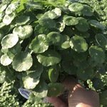 铜钱草 大棚直销 小绿植 办公室阳台客厅浴室小植物