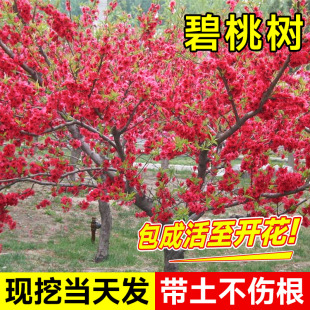 Bitter Peach Saplings, Purple Leaves and Red Flowers, Logs Grafted Live Seedlings, Cold-Resistant Courtyard House Greening Projects, Ornamental Landscape Trees