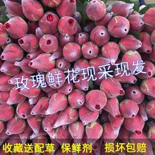 基地直发山东玫瑰花鲜花束水养批发真花家用插花速递