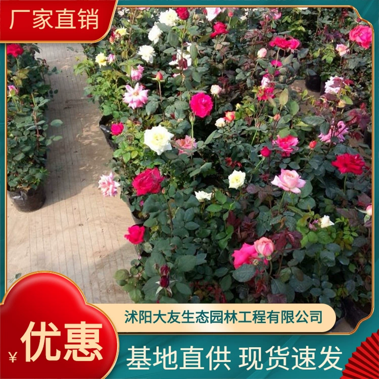 Большое количество оптовых розовых розеток нарезной грядки рассады