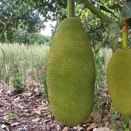 方便面类;瓜子;香肠烤肠类