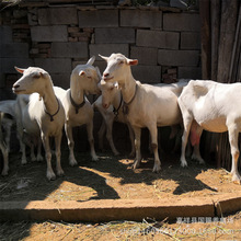奶山羊莎能奶山羊关中奶山羊崂山萨能奶山羊怀孕母羊场