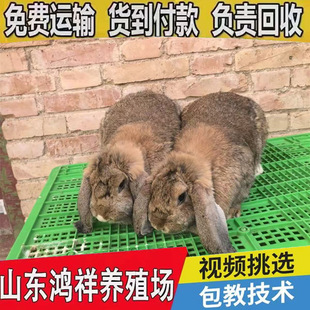 ���鹫���÷�ֳ�S�ҵ̓r���N���|���͹����÷N�ù����÷N�����l