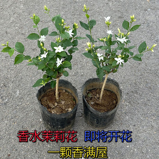 һ�����l�������Ԙ����ļ��_�r������ˮ�P�����򎧻�������҃�