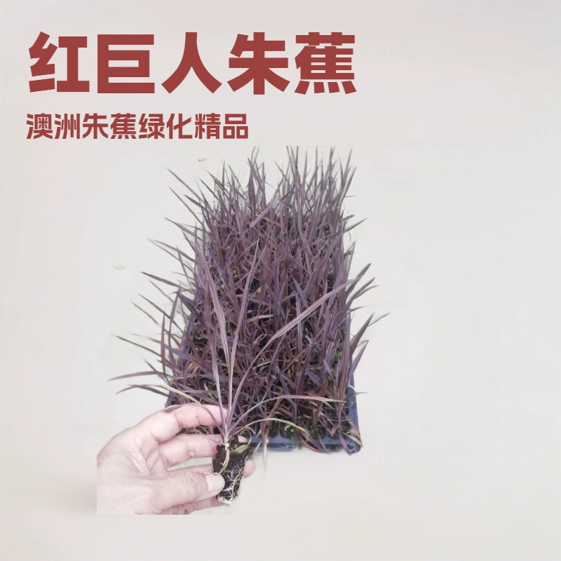 Производители большое количество декоративных растений Австралия Чжу банан красный гигантский штекер саженцы озеленение Цветочные саженцы оптом