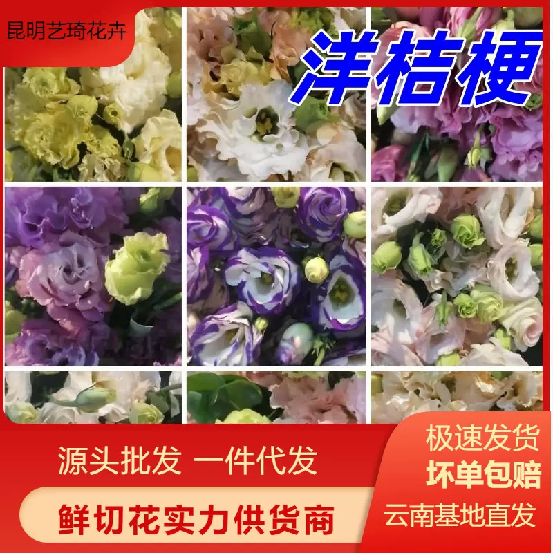 洋桔梗龙胆鲜花云南直发花店家用情人节母亲节花卉批发可一件代发