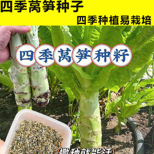 �ļ��n�S�N���r��ˈ@�����n�ļ��~��GƤ���n�S�߲������l