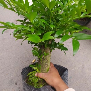 ����Ϙ��^���Լ��͟��ͺ��҃��̨���^�~ֲ��