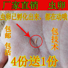 �S���x������x�x�ѷN�x�ѡ��N�x������x�x�ѡ����]�������g