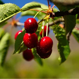 柿饼;车厘子/樱桃
