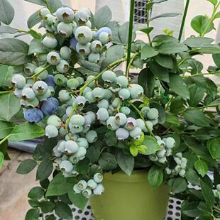 �I����һ�{ݮ�������ͺ��͟��ļ����Ե��Դ���ϱ����̨ͥԺ����