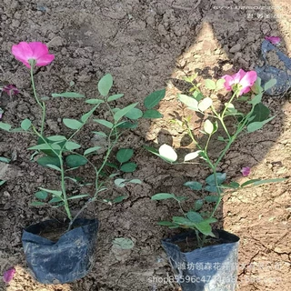 丰华月季 红帽月季 工程绿化苗  花海景观工程 基地现货