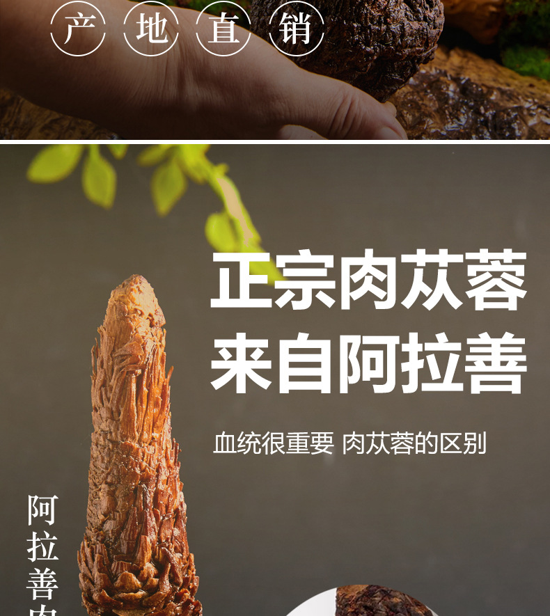 Dried Cistanche Deserticola Root Whole Stick 100g Rou Cong Rong for Herbal Wine and Soup quality and texture