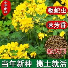 蛇灭门种子四季种植望江南野决明凤仙花蛇倒退防蛇驱蛇植物草种籽