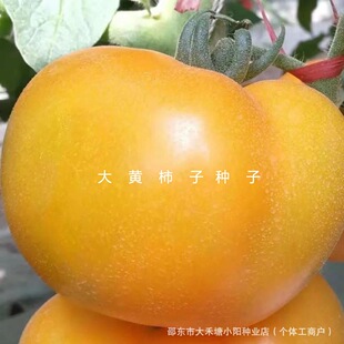 ���S���ӷN��ɳȿ���S���ӷN����Ʒ�N���t���̨�����߲˷N��