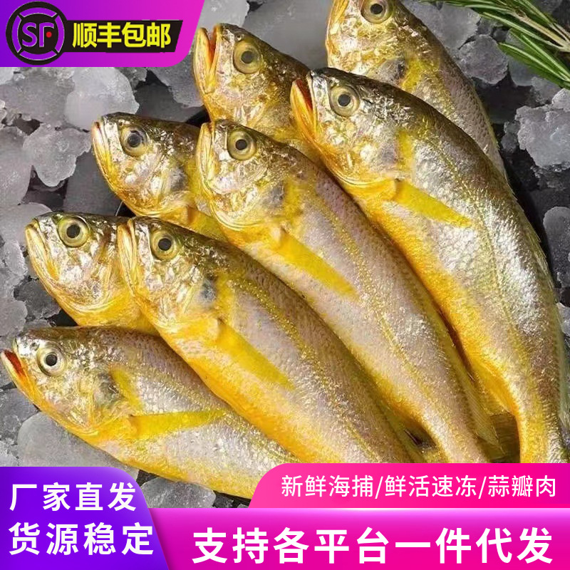 新鲜海捕小黄鱼鲜活速冻黄花鱼冷冻海鱼黄鱼烧烤食材海鲜水产批发