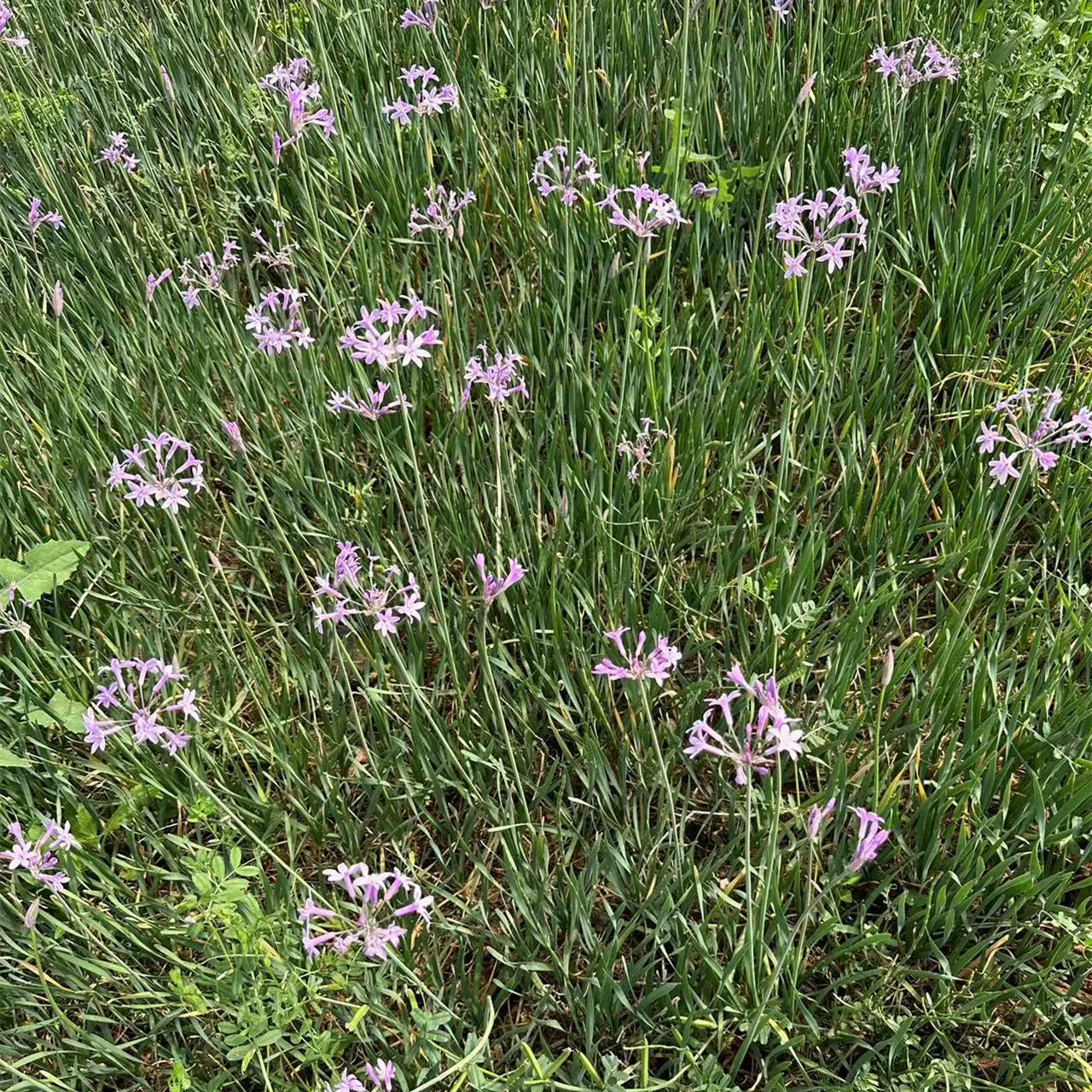 Фиолетовый Цзяо цветок порей цветок рассады Термостойкие и морозостойкие балкон сад пейзаж вечнозеленый цветок долго цветения период многолетних