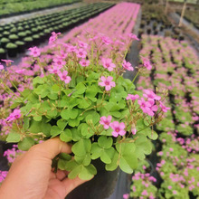 耐寒耐热地被植物红花酢浆草盆栽种子120小盆一加仑量大基地直销