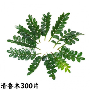Cake Decoration with Green Plants, Fresh Pepperwood, Fragrant Leaves, Golden Fragrance, Baked Western Desserts, Embellished with Flowers and Plates
