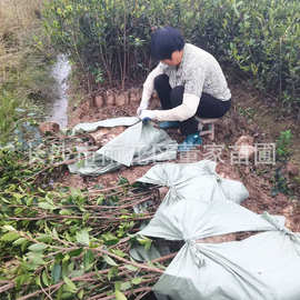 湖南嫁接油茶苗 湘林系列油茶杯苗 高产油茶树苗 批发