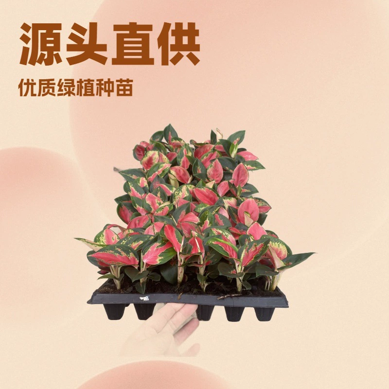 Источник производители поставляют большое количество комнатных зеленых грубых ребро трава Восточный Красный Таиланд красная вилка саженцы Цветочные саженцы оптом