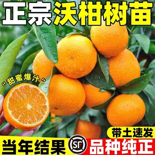 �ָ̘���޽ӏV�����ڟo��ɳ�ǽ��Ә���������ϱ����Nֲ����Y��