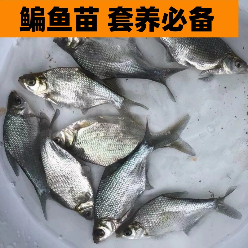 Устричный мальок прудовой пресноводной культуры съедобный лещь-подросток мальчик треугольная лещь шарообразная лещь ивы лист лещь Grass лещь