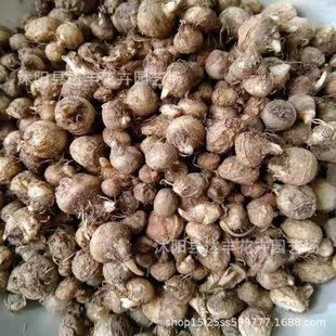 ���ķN�����l���ķN�� ���� ���۰��� ϐ�Ӳ� ����� ������ �͹�