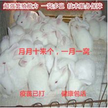 大型肉兔活物月月兔子新西兰肉兔苗花巨兔家兔可长15斤可繁殖