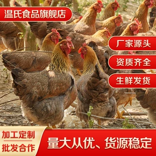 温氏生鲜鸡现杀冷链发货 三黄鸡/黄油鸡/乌骨鸡/老母鸡/文昌鸡