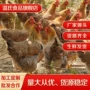 生鲜冷链黄油鸡