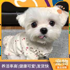 活体宠物马尔济斯犬 宠物犬小体型马尔济斯幼犬幼崽 宠物犬幼犬