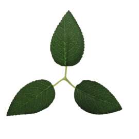 仿真三片玫瑰叶 丝网花三叉玫瑰叶配件 丝布叶片仿真叶子批发