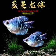 蓝曼龙球鱼热带淡水观赏鱼丝足蓝黄曼龙鱼草缸小型热带活体观赏鱼