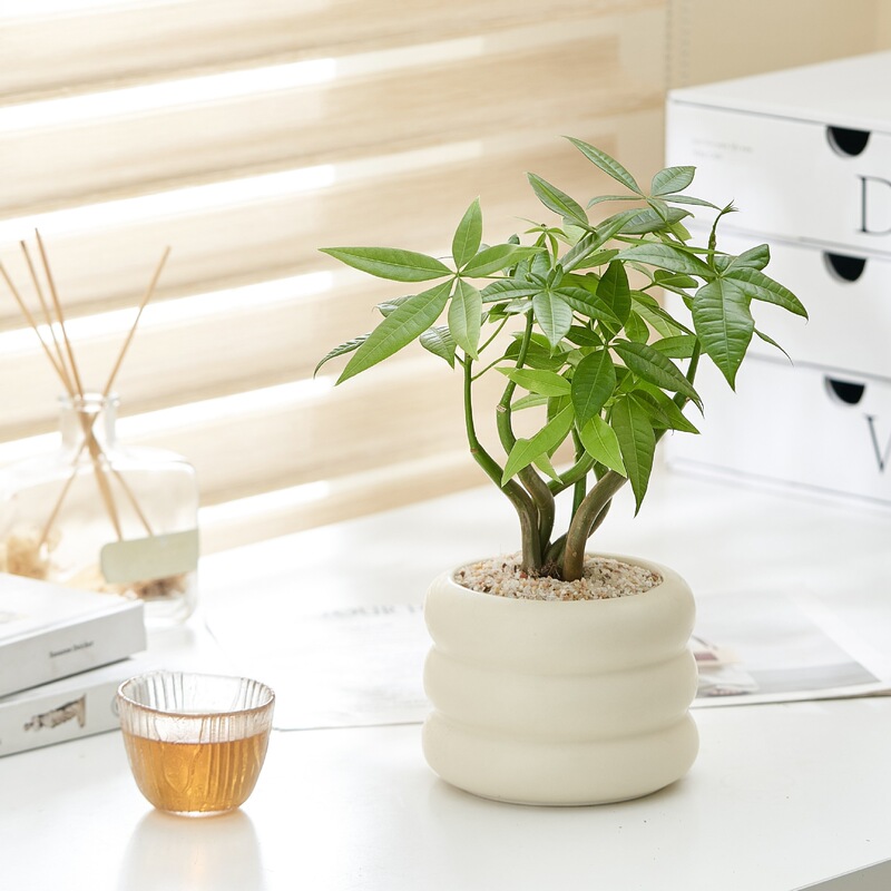 Desktop Plant Pots for Lazy People to Purify the Air, Indoor Flowers for Living Room and Office, Green Plants in Nordic Style for New Home Desktop Plant Pots for Lazy People to Purify the Air, Indoor Flowers for Living Room and Office, Green Plants in Nordic Style for New Home