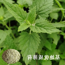 猫薄荷 粉叶干簙荷球猫零食天然猫草化毛幼猫玩具猫咪用品去毛球