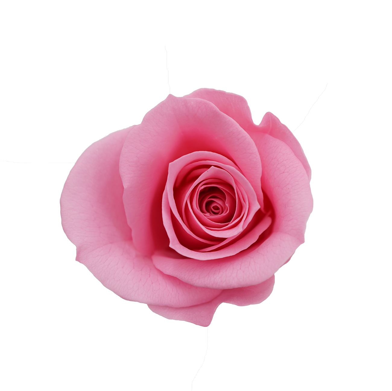 Clase A Flor eterna Rosa 3-4cm Flor seca DIY Yunnan Fabricante 520 Día de la Madre al por mayor