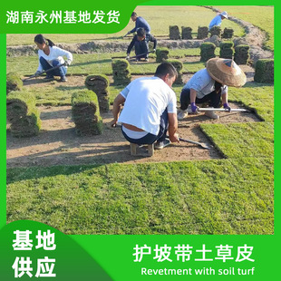 Turf Real Lawn with Soil House Garden Greening All Year Round Green Green Grass Taiwan Grass Manila Turf with Soil