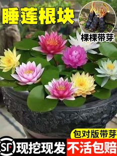 Water Lily Hydroponic Plant with Buds Blooming in All Seasons, Lotus Water Lotus Potted Flower Water Pond Large Water Lily Root Block