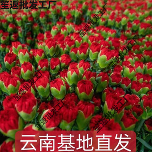 Carnation flowers single head Yunnan flower base straight hair Mother's Day fresh family living room flower arrangement water