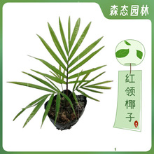 �t�IҬ����ͥԺ���Լt������Ҭ����t�o���i����F�����s