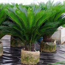 �F�����ԾGֲ�F�����ͺ��͟�ֲ���辰���K�F���ļ������҃��⻨��