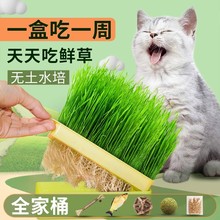 猫草盆栽种子水培盒猫薄荷化毛草无土猫草育苗盘猫零食成幼乐美贸