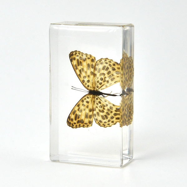 7.3CM Medium Cat Butterfly