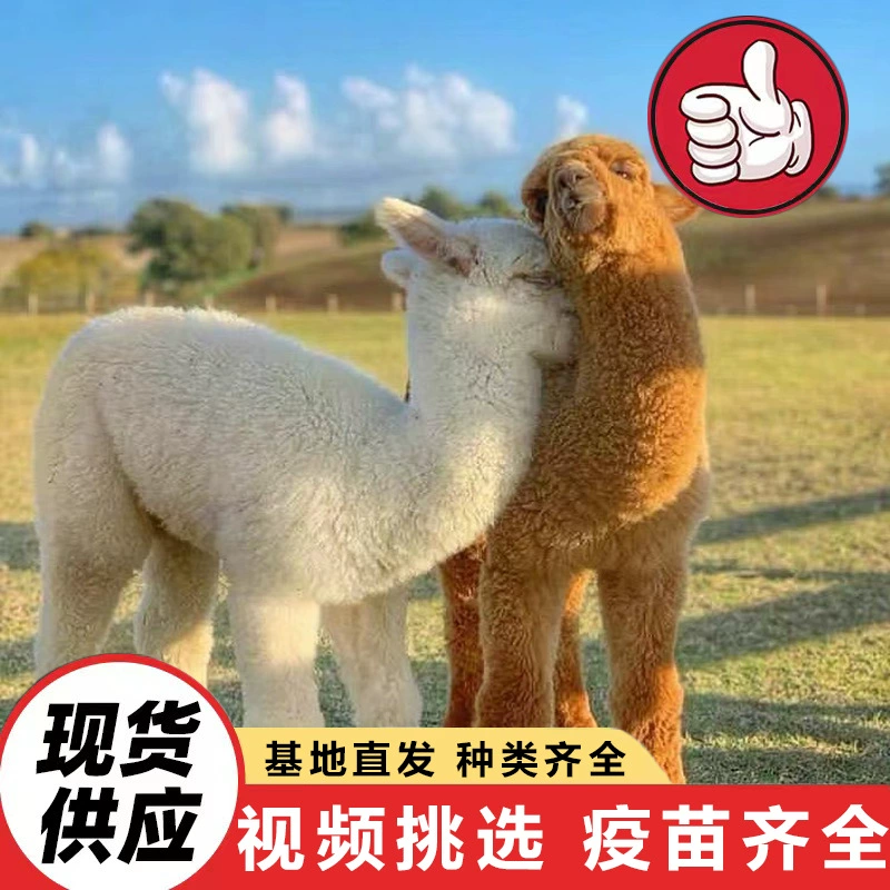 Интерактивный туристический аттракцион: альпака, домашнее милое животное, дружелюбная альпака, цена живой чисто белой альпаки