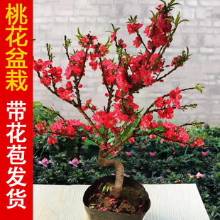 �һ��������Ϙ��玧�����̨�����Ҙ��辰�҃�ͥԺ������һ�����