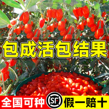 t轘ϷļNֲ̨ԵԺ轮Yʳ