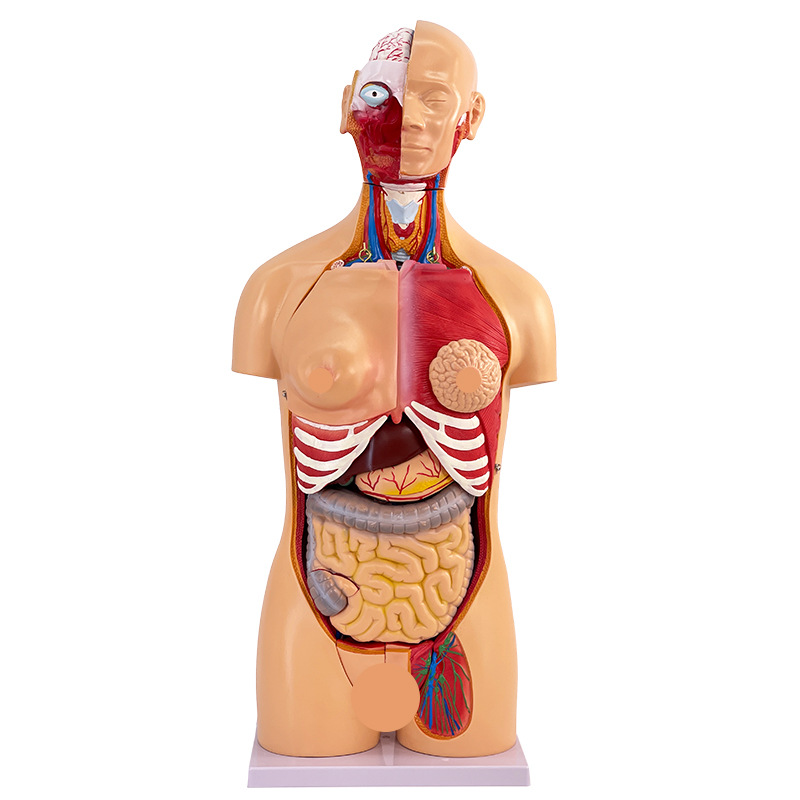 85CM��������ģ���������ٽṹ����ȫ�����������������ģ�ؽ�ѧ