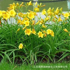 盆栽;乔木;灌木