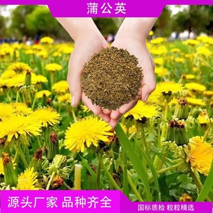 Dandelion Flower Seeds Are Easy to Live Outside the Park Courtyard, Universal for All Seasons, Indoor Perennial Direct Selling Flower Seeds Wholesale